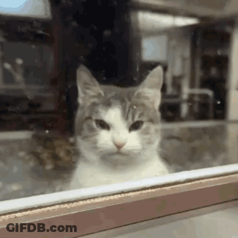Serious Cat Looking Out Window GIF