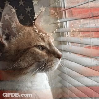 A Cat Is Looking Out Of A Window With Blinds And An American Flag In The Background GIF