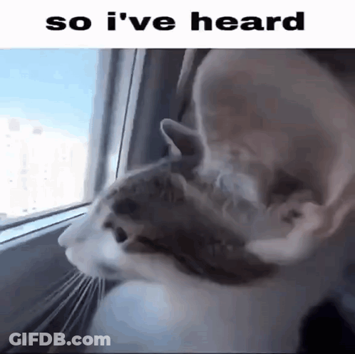 A Cat Is Looking Out Of A Window With The Words So I 'Ve Heard Below It GIF