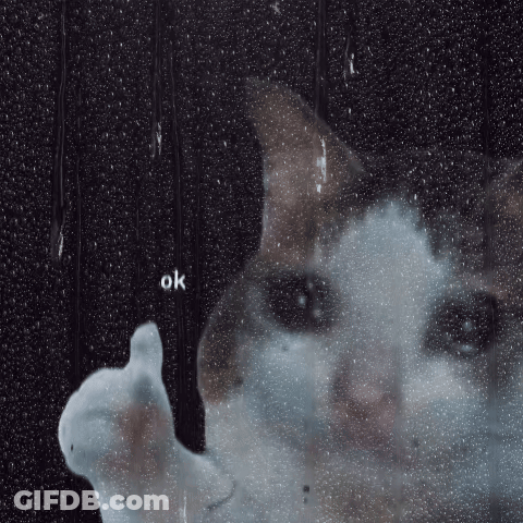 A Cat Is Looking Through A Window With The Word Ok Written On It GIF