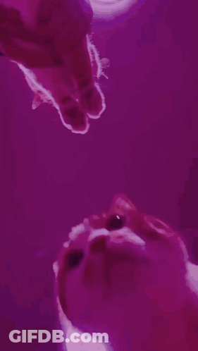A Cat Is Looking Up At Its Reflection In The Water GIF