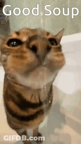 A Cat Is Looking Up At The Camera With The Words Good Soup Written Above It GIF