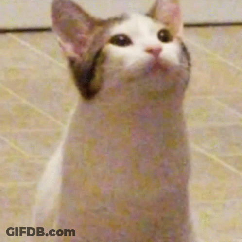 A Cat Is Looking Up With Its Mouth Open . GIF