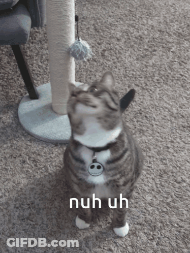 A Cat Is Looking Up With The Words Nuh Uh Behind It GIF