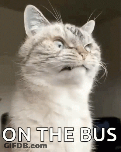 A Cat Is Looking Up With The Words On The Bus Behind It GIF