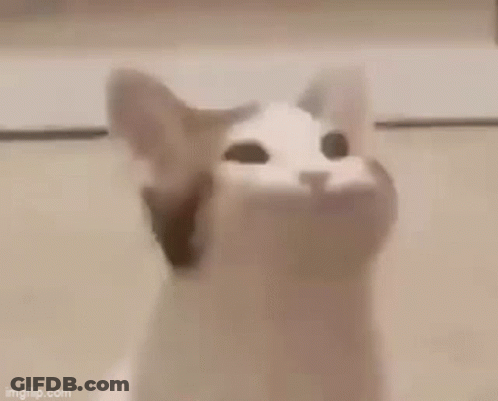 A Cat Is Making A Funny Face With Its Mouth Open And The Word Hazy Written Above It . GIF
