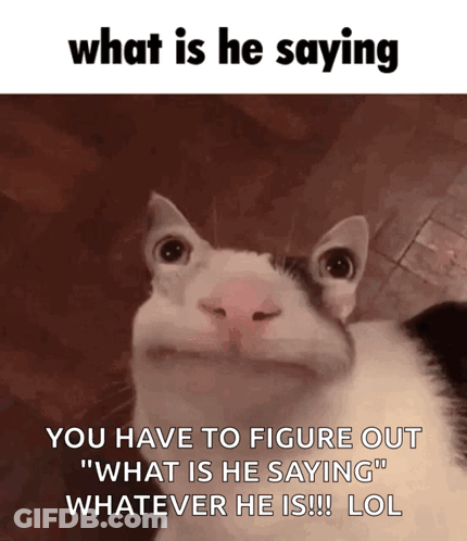 A Cat Is Making A Funny Face With The Caption What Is He Saying You Have To Figure Out What Is He Saying Whatever He Is GIF