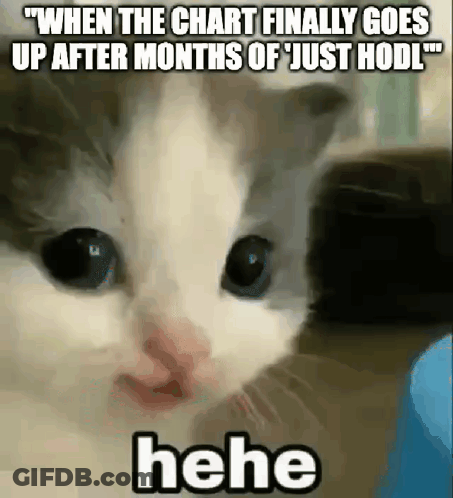A Cat Is Making A Funny Face With The Caption When The Chart Finally Goes Up After Months Of Just Hodl . GIF
