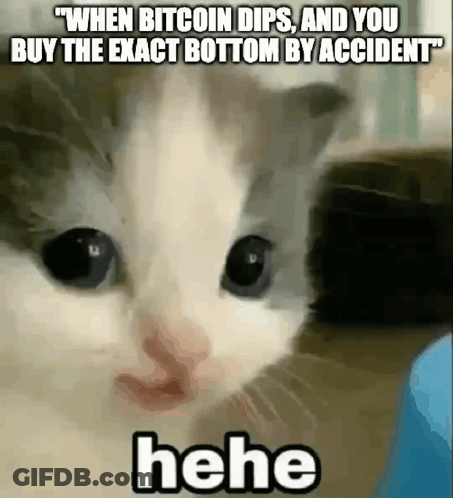 A Cat Is Making A Funny Face With The Words `` When Bitcoin Dips , And You Buy The Exact Bottom By Accident `` . GIF