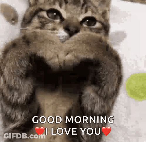 A Cat Is Making A Heart With Its Paws And Saying Good Morning I Love You . GIF