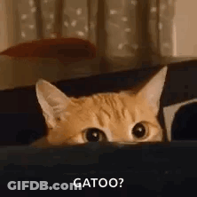 A Cat Is Peeking Out From Behind A Couch And Asking Gatoo . GIF