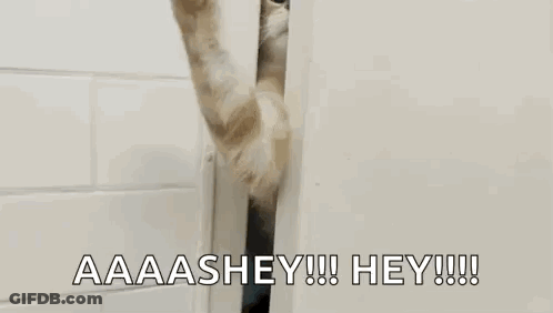 A Cat Is Peeking Out From Behind A Door And Saying `` Aaaashhey !!! Hey !!! '' . GIF
