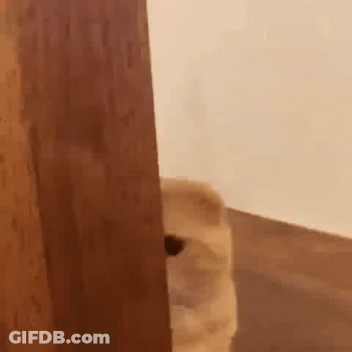 A Cat Is Peeking Out From Behind A Door . GIF