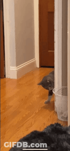 A Cat Is Peeking Out From Behind A Door Next To A Trash Can . GIF