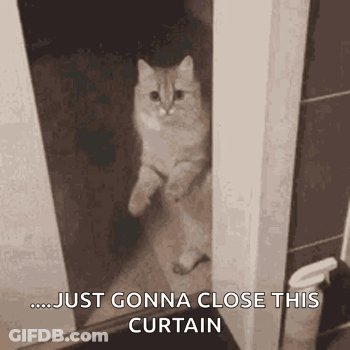 A Cat Is Peeking Out From Behind A Door With The Words `` Just Gonna Close This Curtain '' . GIF