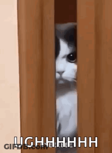 Cat Peeking Out From Behind Wooden Door GIF