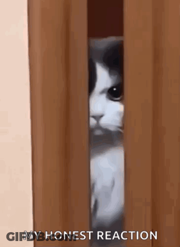 A Cat Is Peeking Out From Behind A Wooden Door . GIF