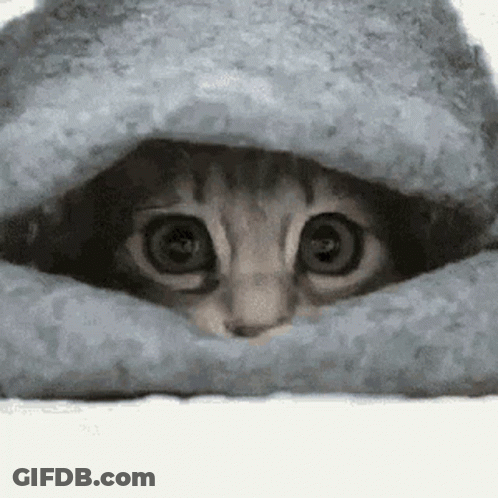 A Cat Is Peeking Out From Under A Blanket And Looking At The Camera . GIF
