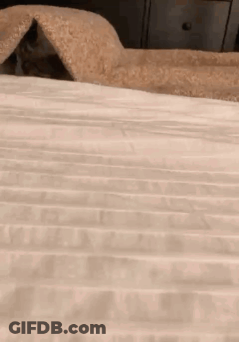 A Cat Is Peeking Out Of A Blanket On A Bed . GIF
