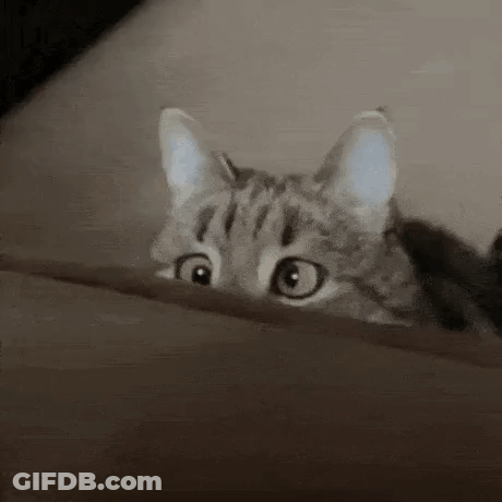 A Cat Is Peeking Out Of A Box And Looking Surprised . GIF
