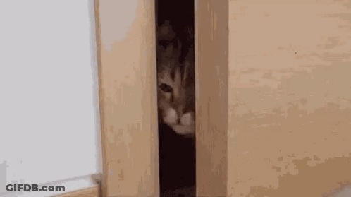 A Cat Is Peeking Out Of A Door . GIF
