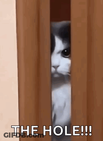 A Cat Is Peeking Out Of A Doorway With The Words `` The Hole ! '' GIF