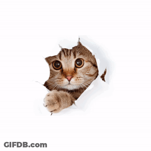 A Cat Is Peeking Out Of A Hole In A Piece Of Paper That Says Tg Groody GIF