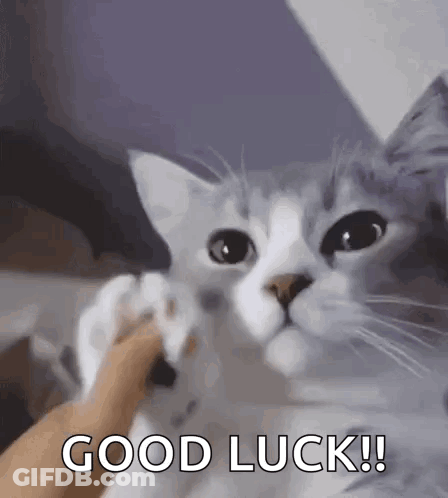 A Cat Is Petting A Person 'S Hand And Says Good Luck . GIF