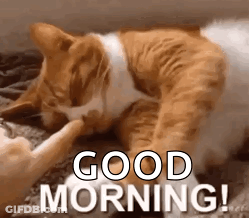 A Cat Is Petting Another Cat 'S Paw While Laying On A Couch . GIF