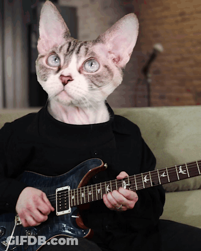 A Cat Is Playing A Guitar With The Letters Psr On The Neck GIF