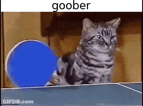 A Cat Is Playing Ping Pong On A Table With A Blue Ball Behind It . GIF