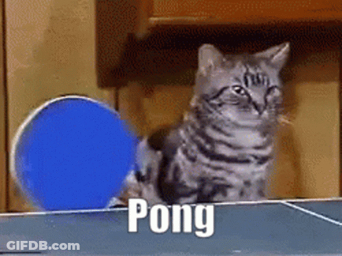 A Cat Is Playing Pong On A Table With A Blue Ball GIF