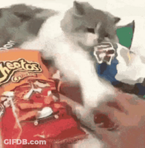 A Cat Is Playing With A Bag Of Cheetos On A Bed . GIF