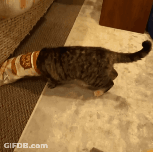 A Cat Is Playing With A Bag That Says Super Paws On It GIF