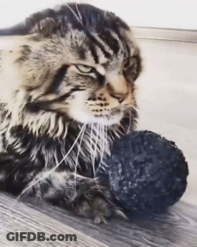 A Cat Is Playing With A Ball Of Yarn . GIF
