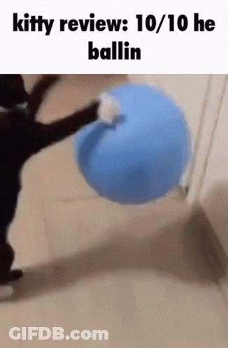 A Cat Is Playing With A Blue Ball On The Floor And Says Kitty Review : 10/10 He Ballin GIF