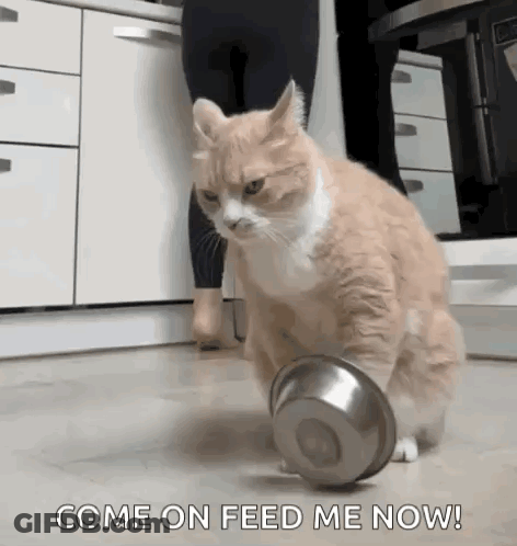 A Cat Is Playing With A Bowl In A Kitchen And A Woman Is Standing Behind It . GIF