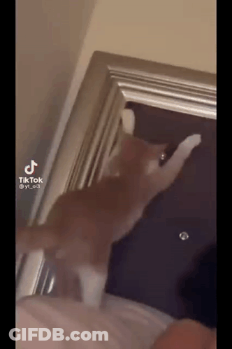 A Cat Is Playing With A Doorknob In A Room . GIF