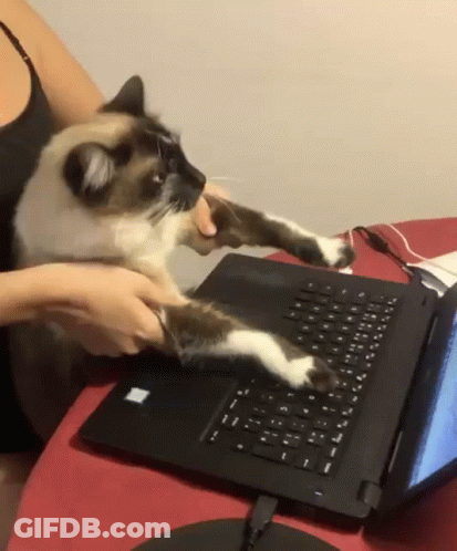 A Cat Is Playing With A Laptop Keyboard On A Table . GIF