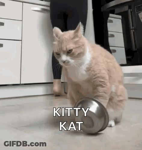 A Cat Is Playing With A Metal Bowl In A Kitchen And Says Kitty Kat . GIF