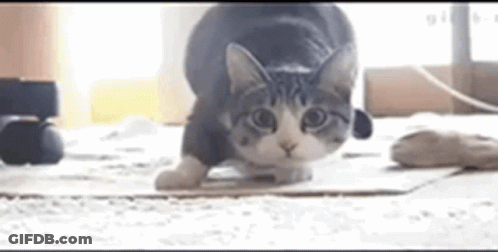 A Cat Is Playing With A Mouse On A Cardboard Box . GIF