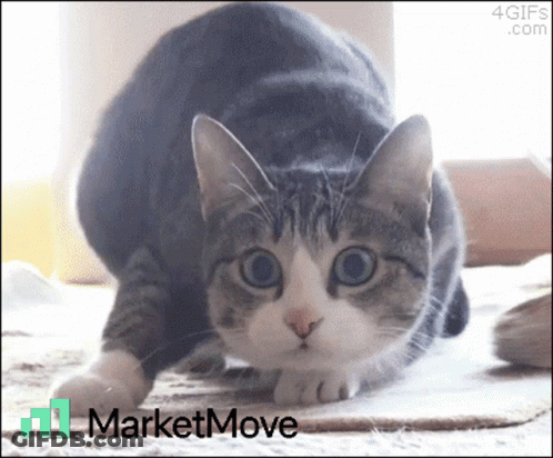 A Cat Is Playing With A Piece Of Cardboard With The Words Marketmove Written On It GIF
