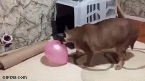 A Cat Is Playing With A Pink Balloon On The Floor In A Room . GIF