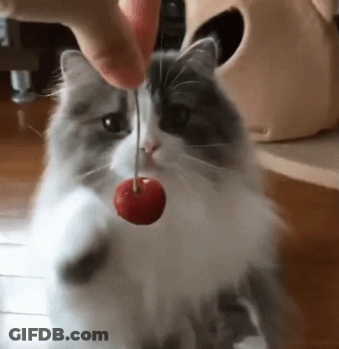 A Cat Is Playing With A Red Cherry On A String . GIF