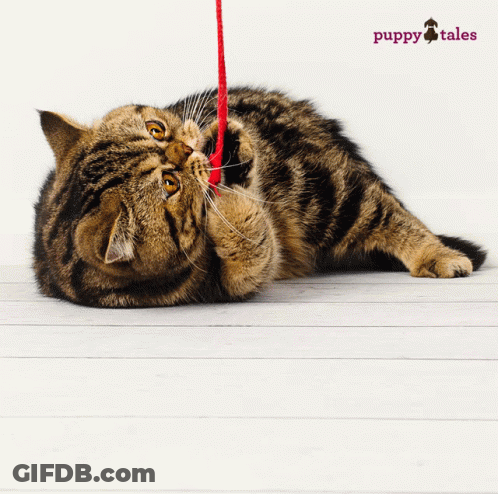 A Cat Is Playing With A Red String And The Words Puppy Tales Are On The Bottom GIF