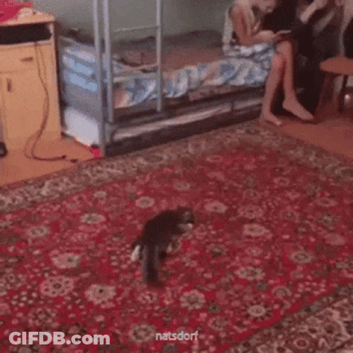 A Cat Is Playing With A Soccer Ball On A Rug In A Bedroom . GIF