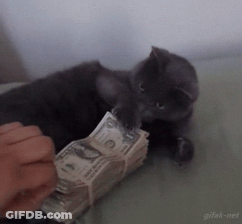 A Cat Is Playing With A Stack Of 20 Dollar Bills On A Bed GIF