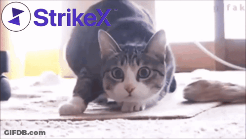 A Cat Is Playing With A Strikex Logo GIF