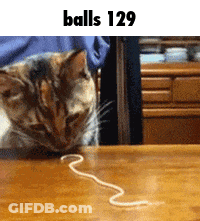 A Cat Is Playing With A String That Says Balls 129 On The Top GIF