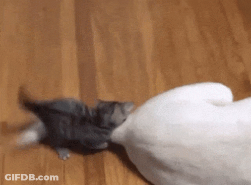 A Cat Is Playing With A Stuffed Animal On The Floor GIF